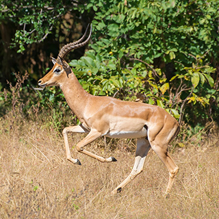 South Luangwa - Impala